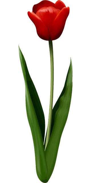 floral-2028499_640