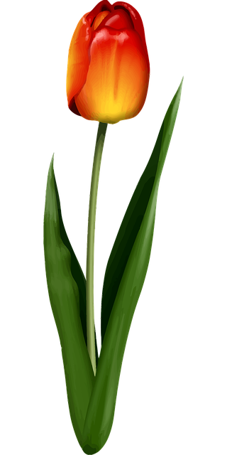 floral-2028501_640